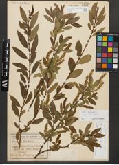 Foto von Salix triandra subsp. triandra L.
